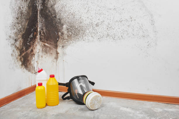 Best Black Mold Removal  in Woodbury Heights, NJ