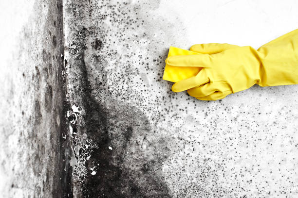 Best Commercial Mold Removal  in Woodbury Heights, NJ