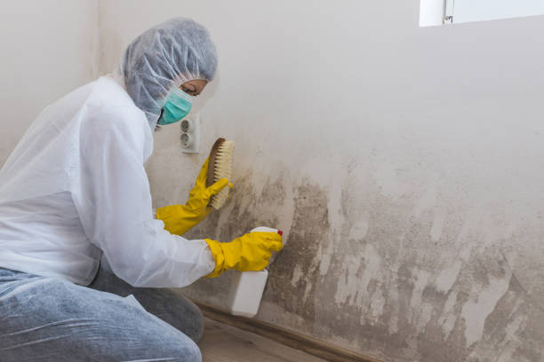 Best Local Mold Removal Service  in Woodbury Heights, NJ