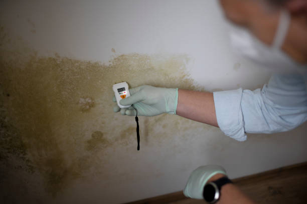 Best Toxic Mold Removal  in Woodbury Heights, NJ