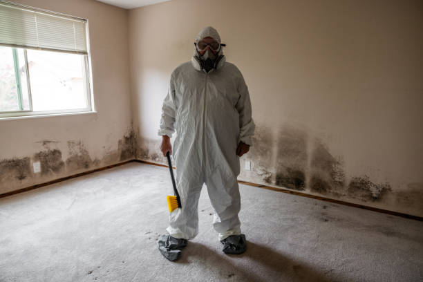 Best Home Mold Removal  in Woodbury Heights, NJ