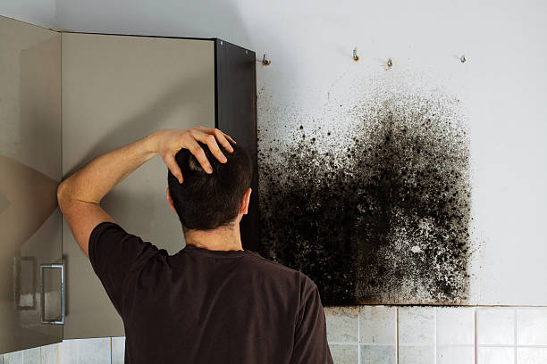 Best Affordable Mold Removal  in Woodbury Heights, NJ