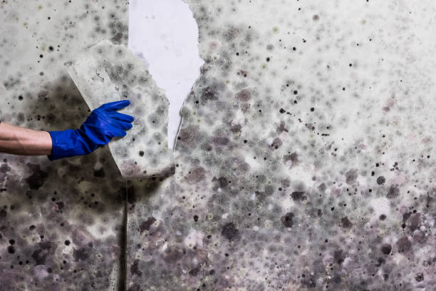 Best Certified Mold Removal  in Woodbury Heights, NJ