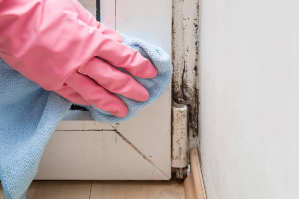 Best Mold Cleaning Services  in Woodbury Heights, NJ